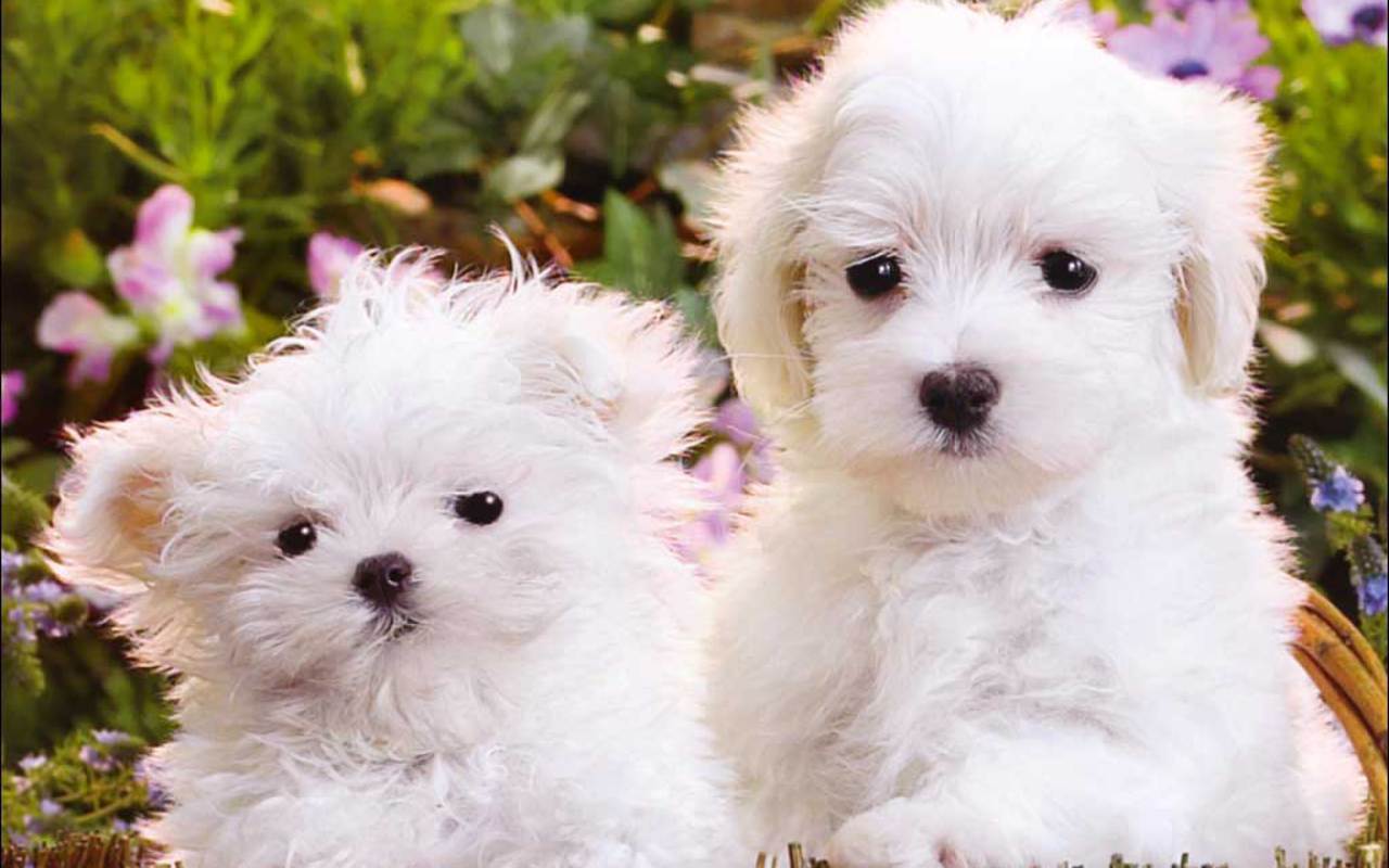 Puppies Image Cute HD Wallpaper And Background Photos