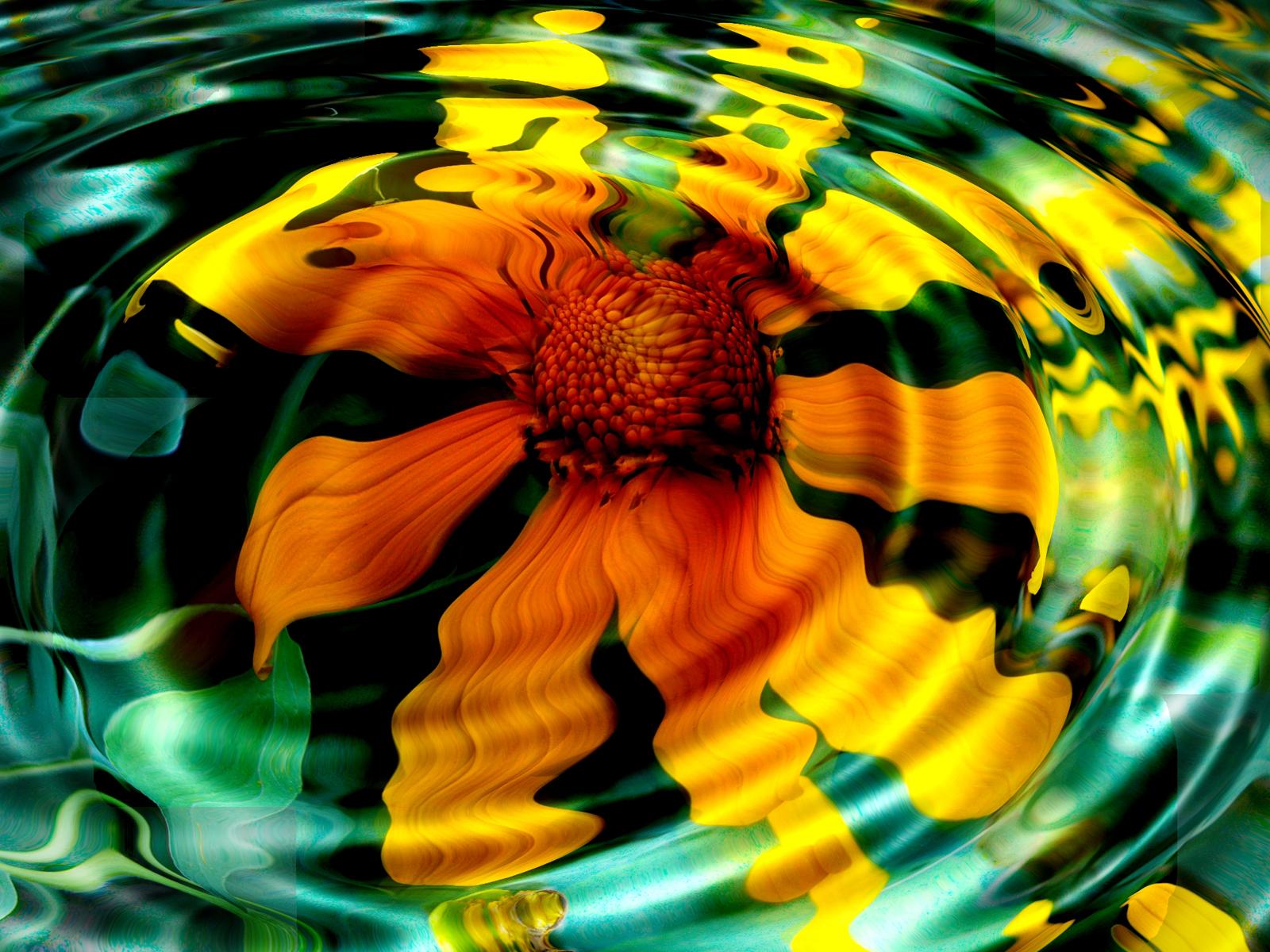 Sunflower Field Hd Wallpaper