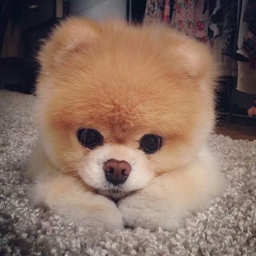 Cute Pomeranian Puppy Pictures Photos And Image For