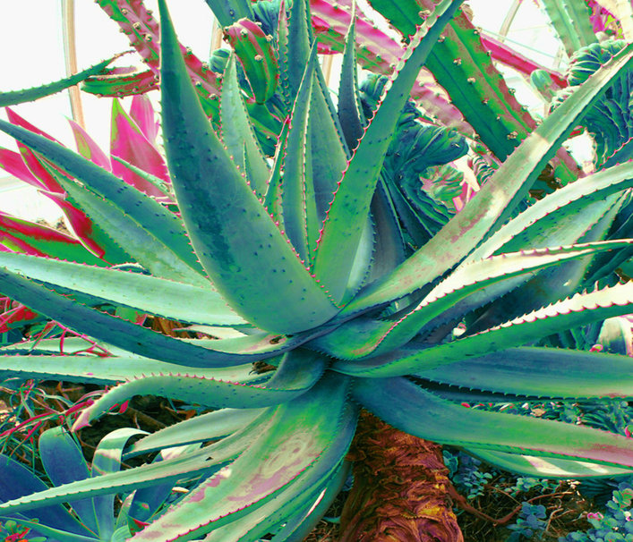 Aloe Vera Plant Wallpaper