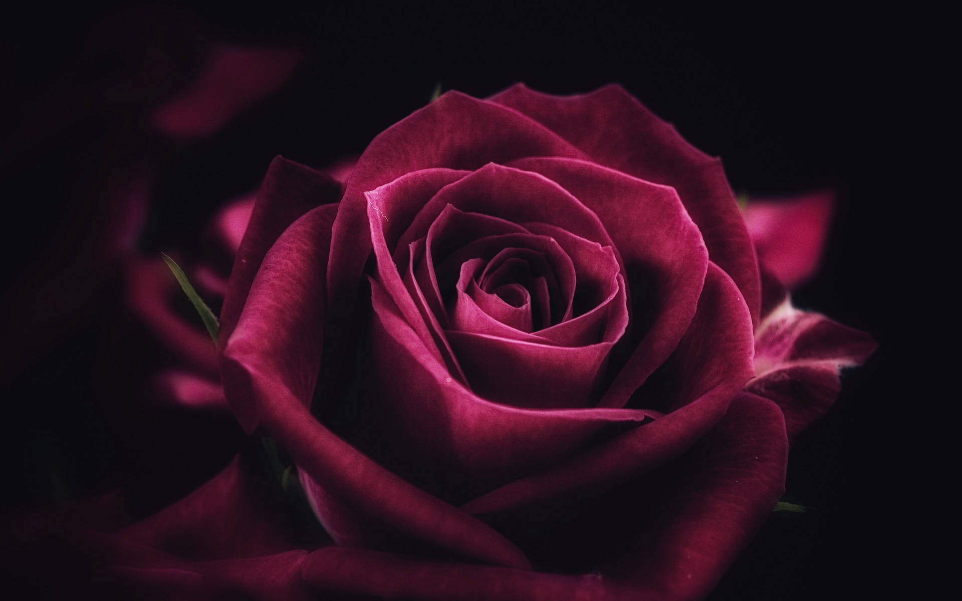 4k Close Up Red Rose Cuwwi57z02u8vk7p Wallpaper