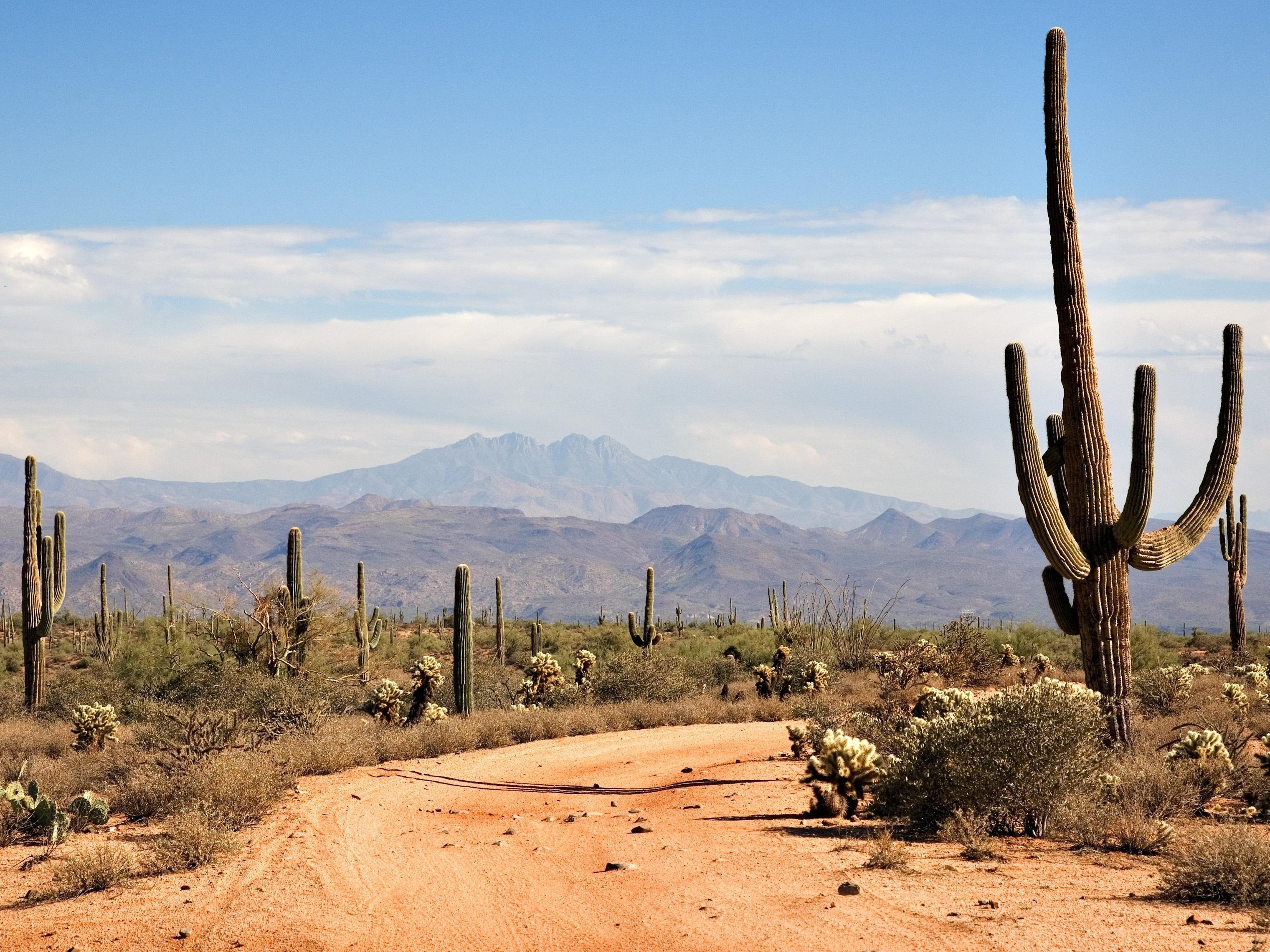 High Definition Image Of Cacti Desktop Wallpaper Desert Mountains