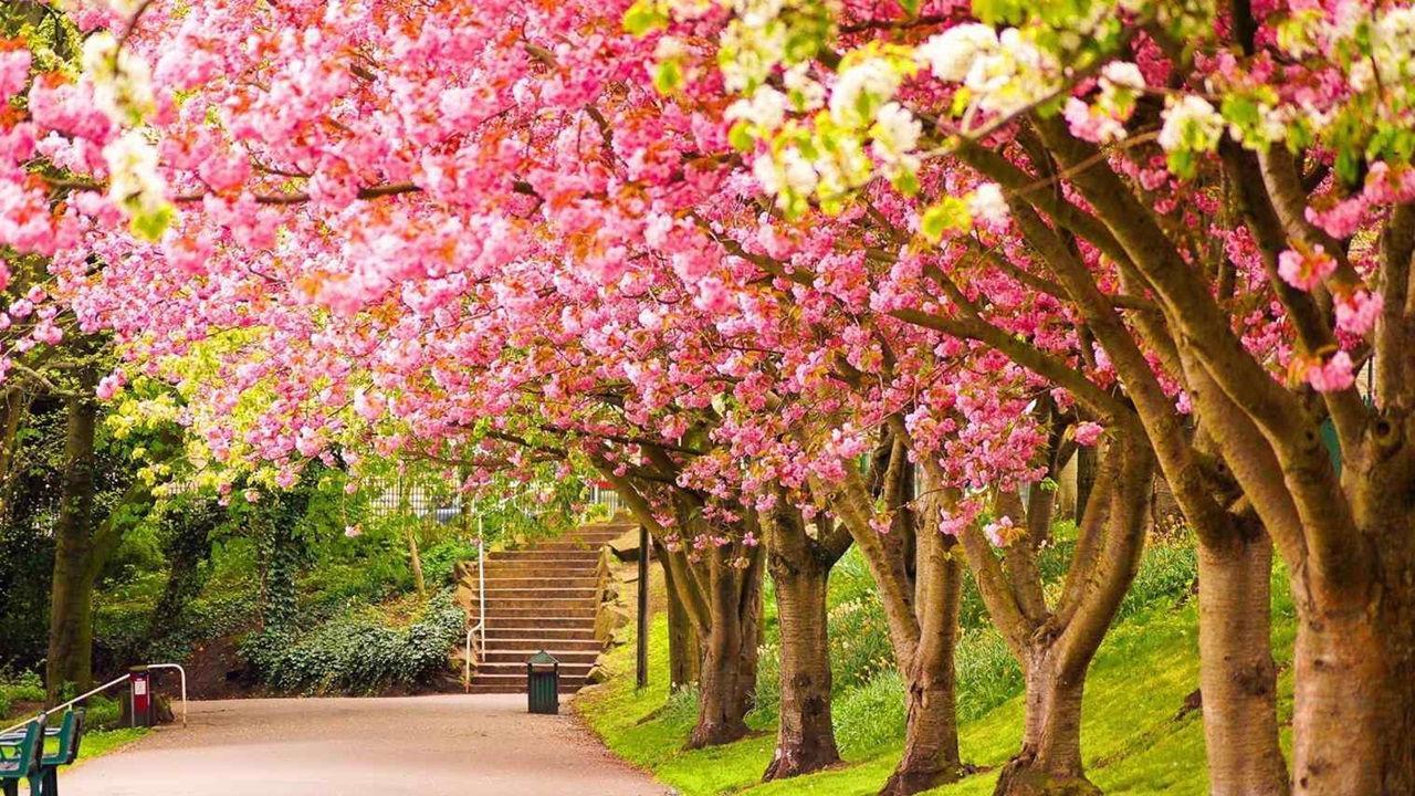 Spring Scenery Wallpaper For Android Apk