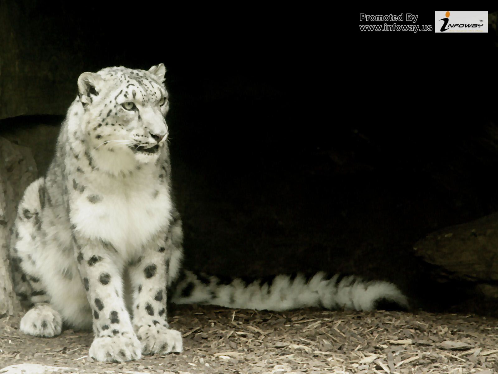 Animal Leopard Wallpaper Big Cat Snow Sitting