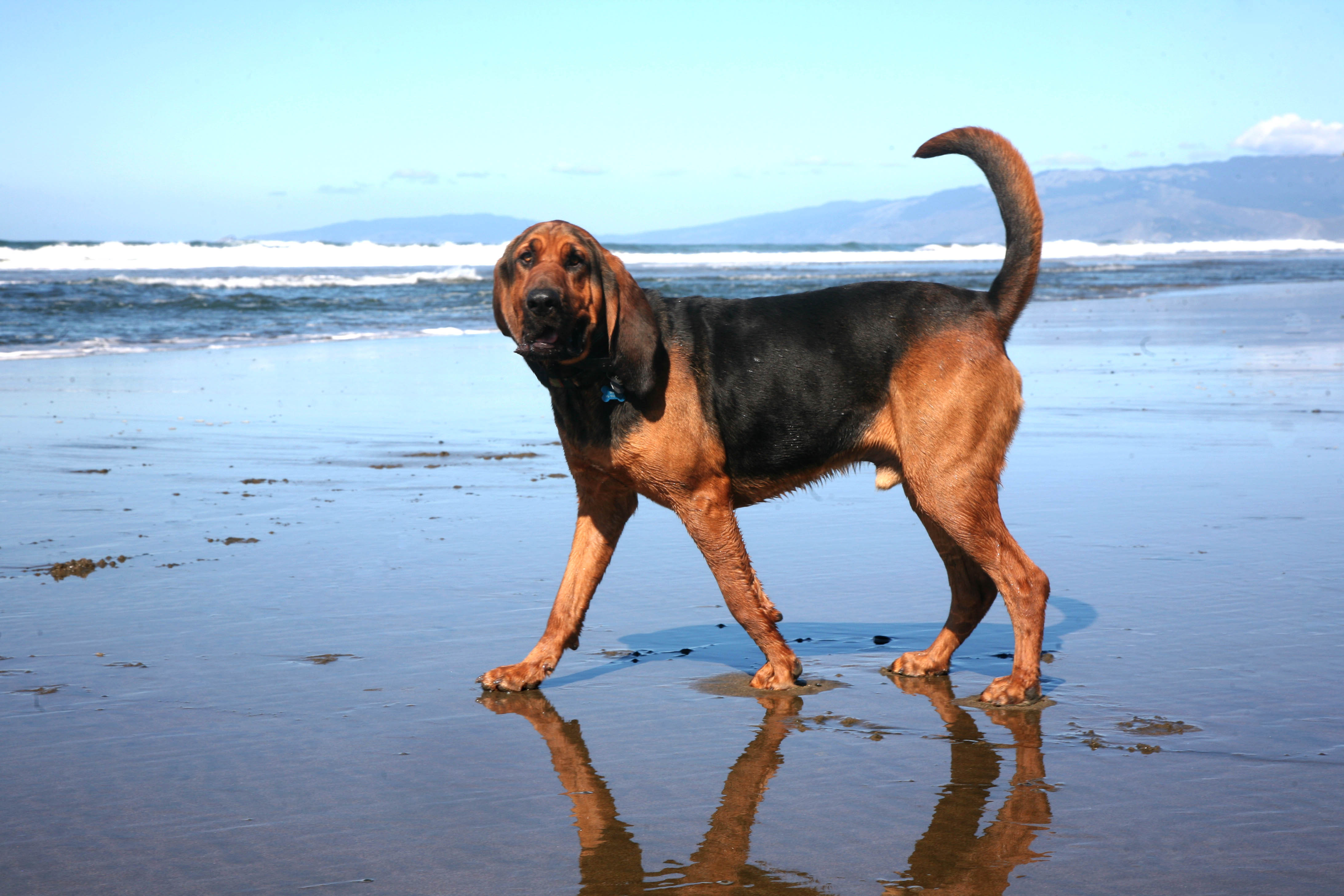 Bloodhound Is Walking On Water Wallpaper And Image
