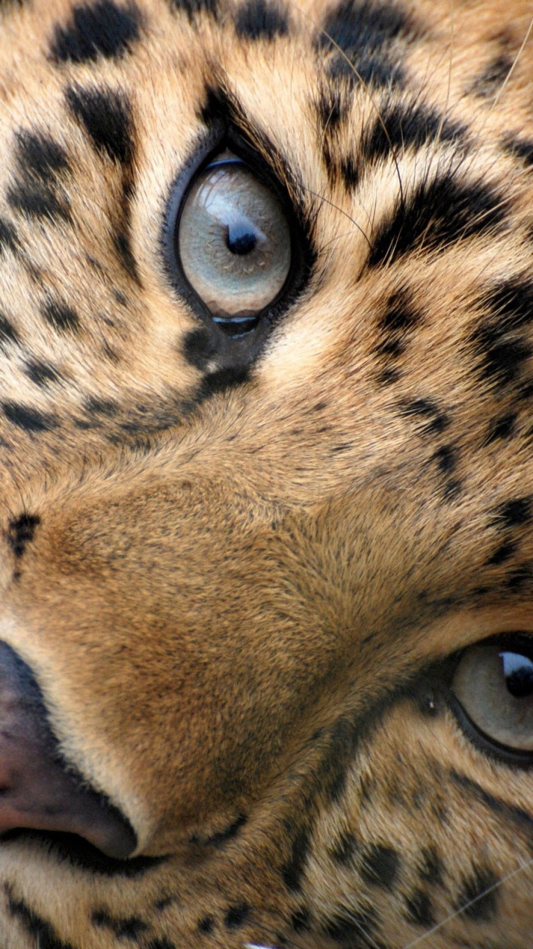 Big Cat Eyes Best Htc One Wallpaper And Easy To