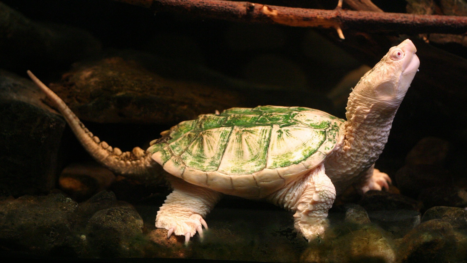 Wallpaper Reptile Turtle Interesting Image