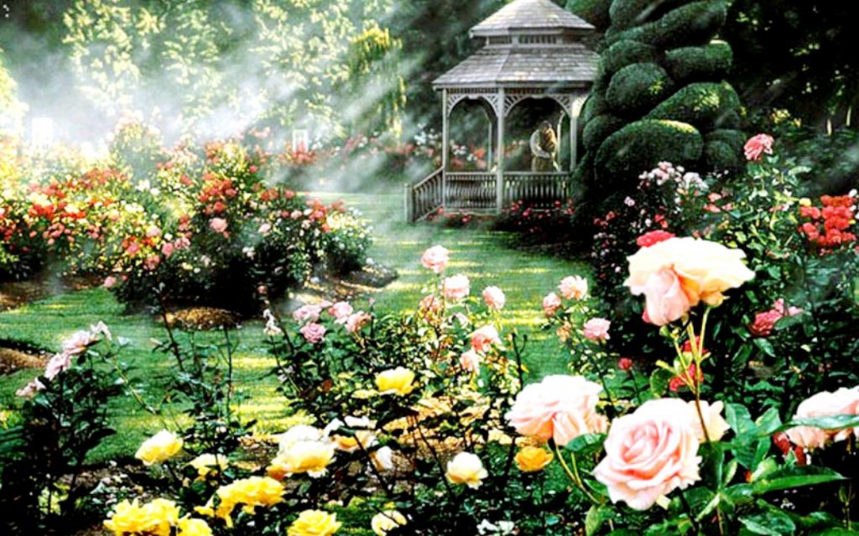 Rose Garden High Quality And Resolution Wallpaper On