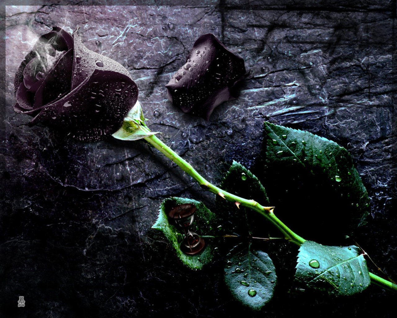 Free download wallpaper black rose rose flower pictures black rose