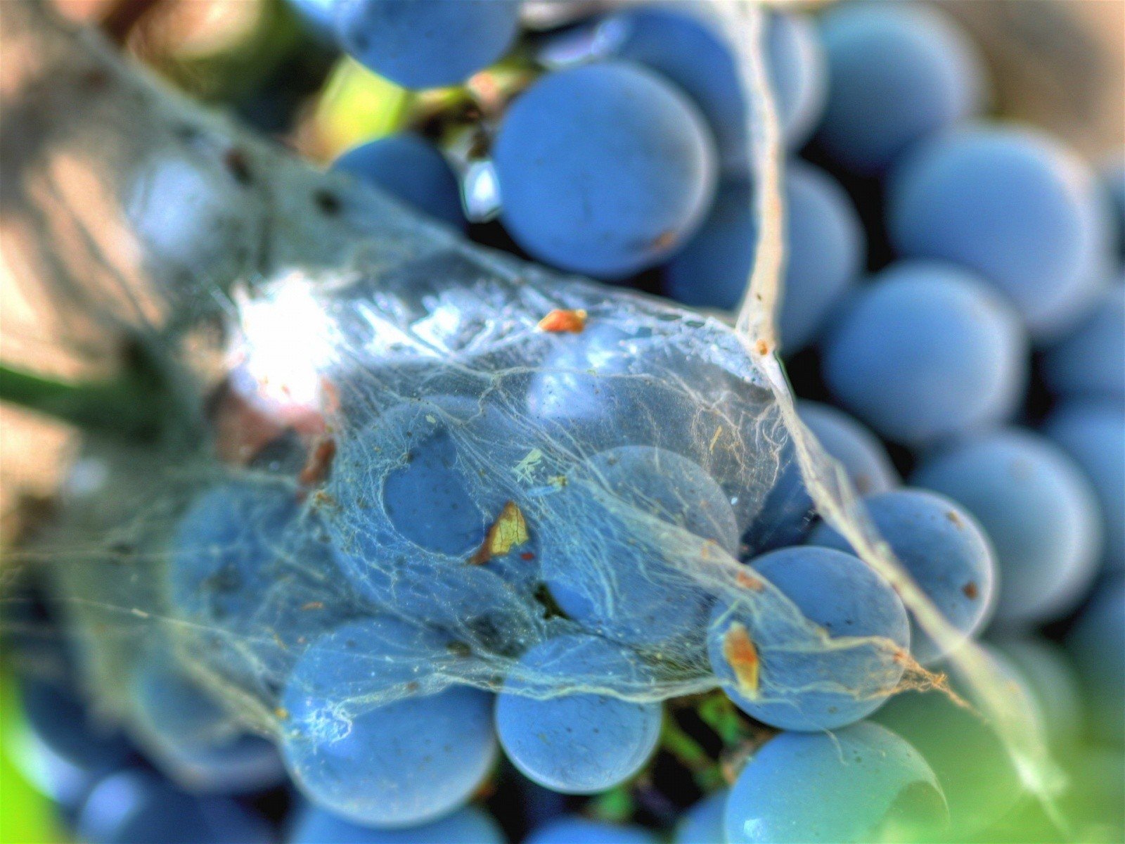Grapes Wallpaper HD