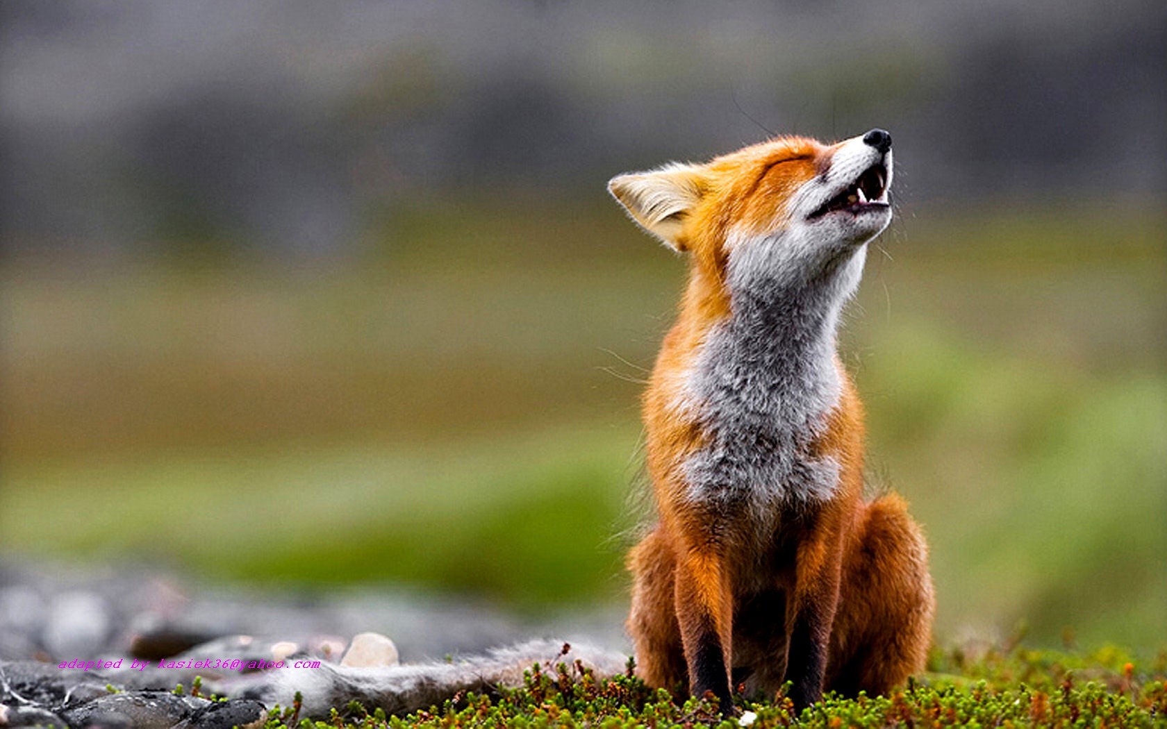 Animals Depth Of Field Foxes Wallpaper