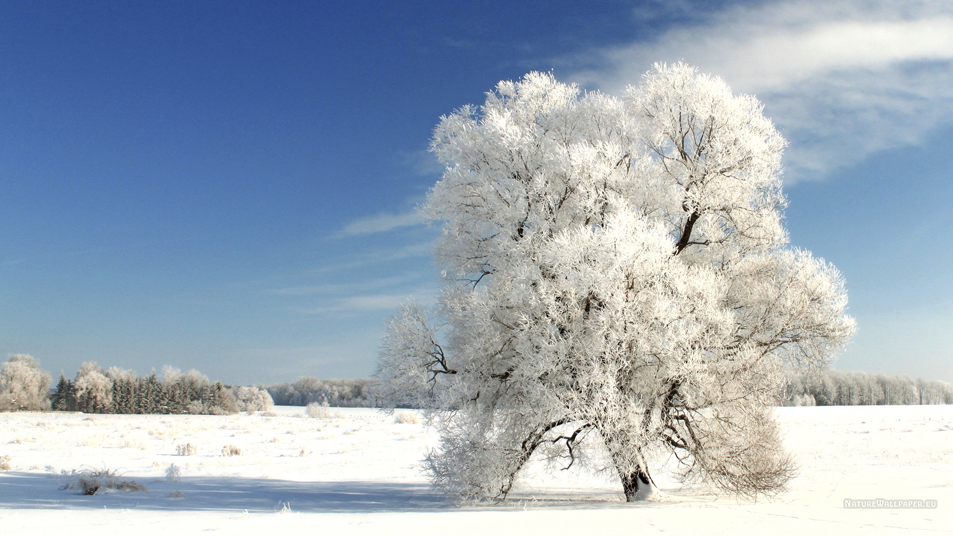 1920x1080 wallpaper Winter Tree On A Cold Winter Day Wallpaper