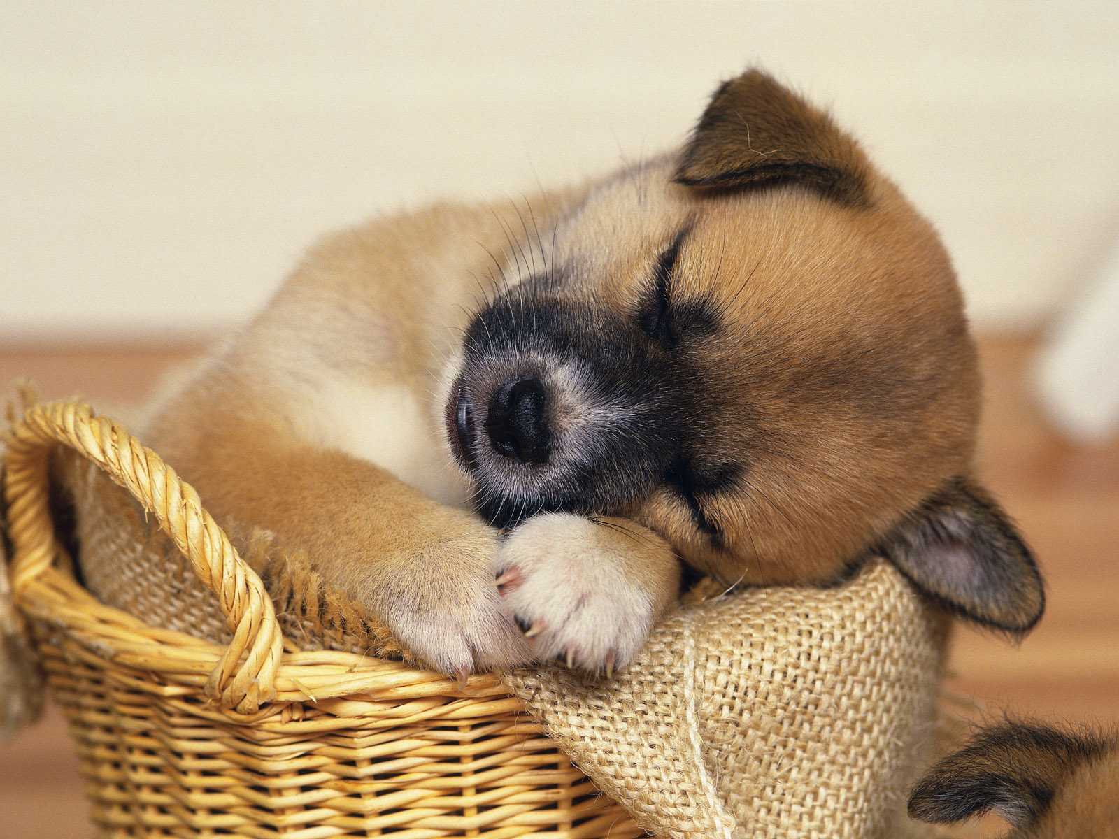 Adorable Shiba Inu Puppy Sleeping Peacefully in a Basket