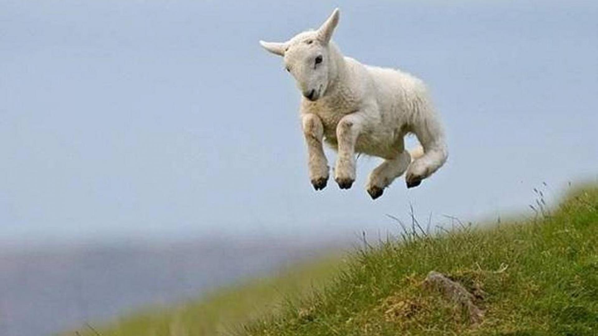 Lamb Wallpaper