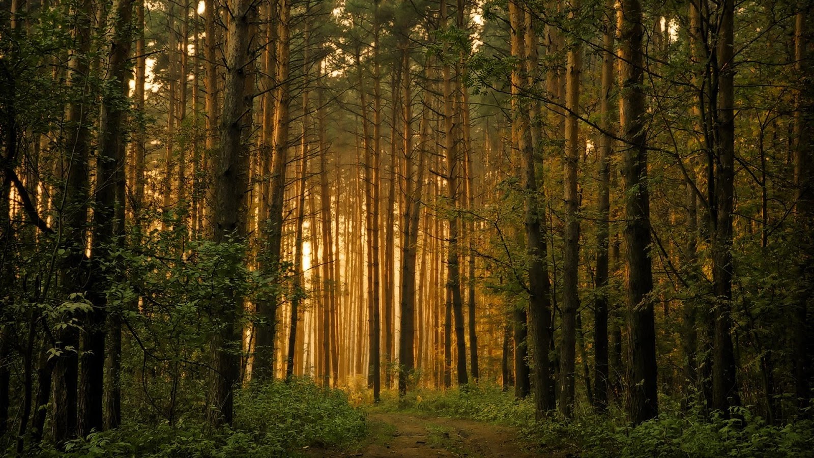 Forest HD Live Wallpaper   Android Apps on Google Play