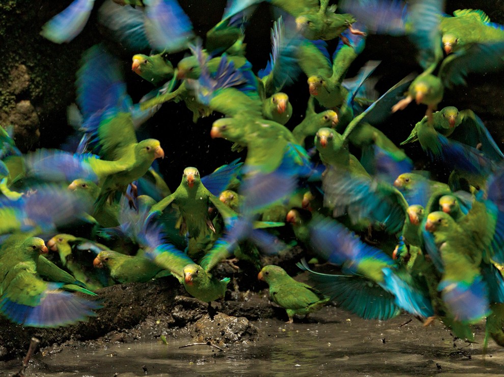 In Ecuador S Yasun National Park Cobalt Winged Parakeets Flock To