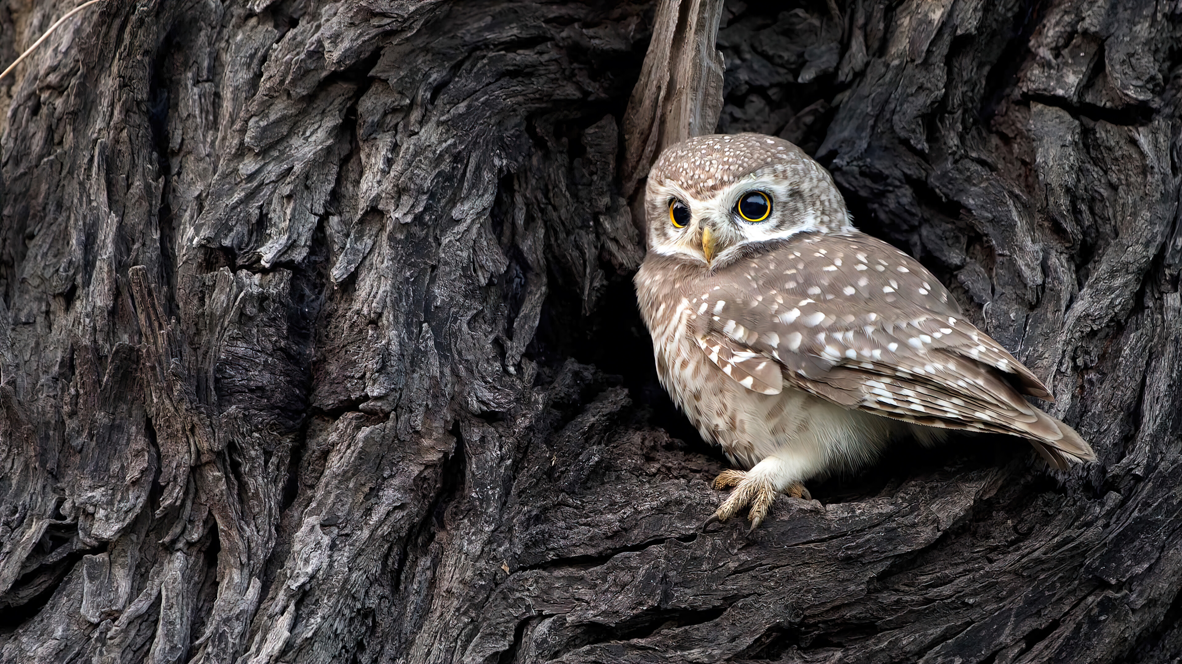 Owl Owlet Bird Animal Wallpaper 4k Pc Desktop 4150b