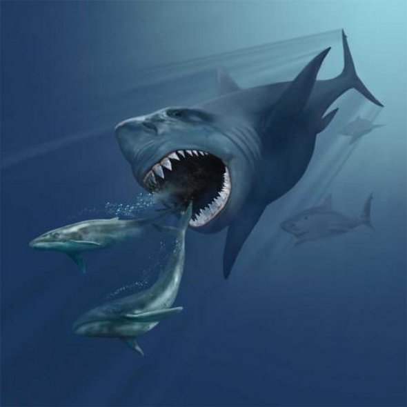 Read the rest of Great White Shark Hunting Fearsome Predator in 590x590