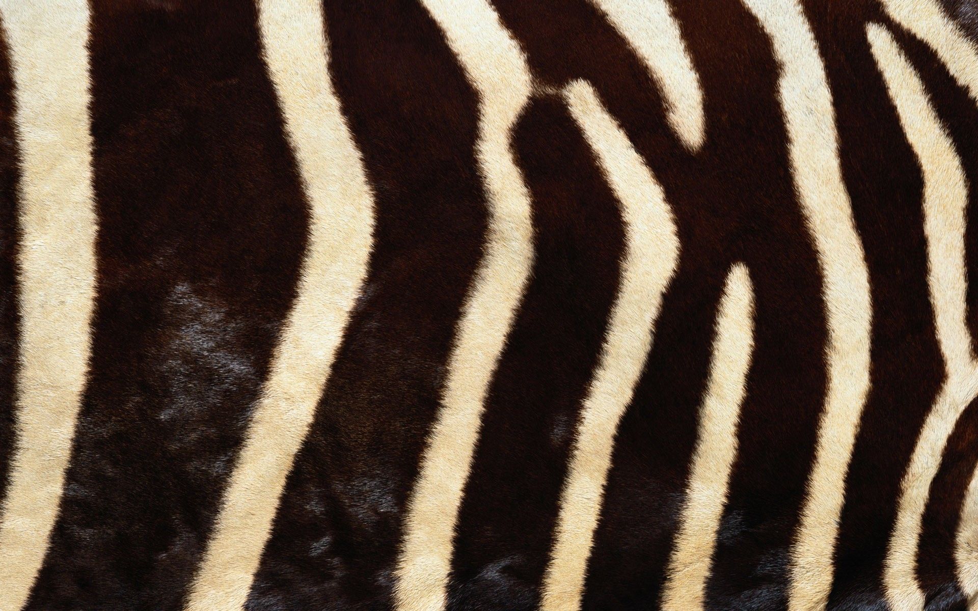 Animal Fur Wallpaper On