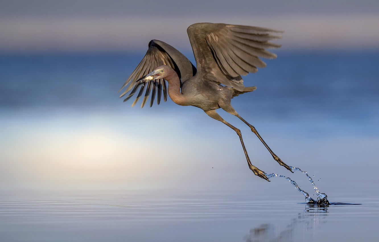 Wallpaper Nature Bird Egretta Caerulea Little Blue Heron Image