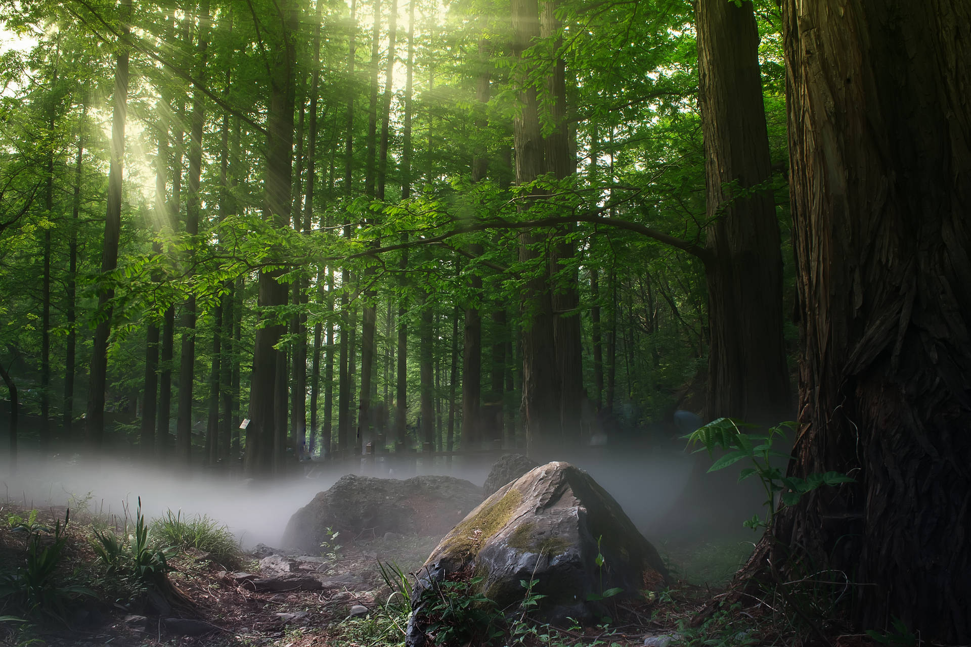 Mystical Forest Wallpaper