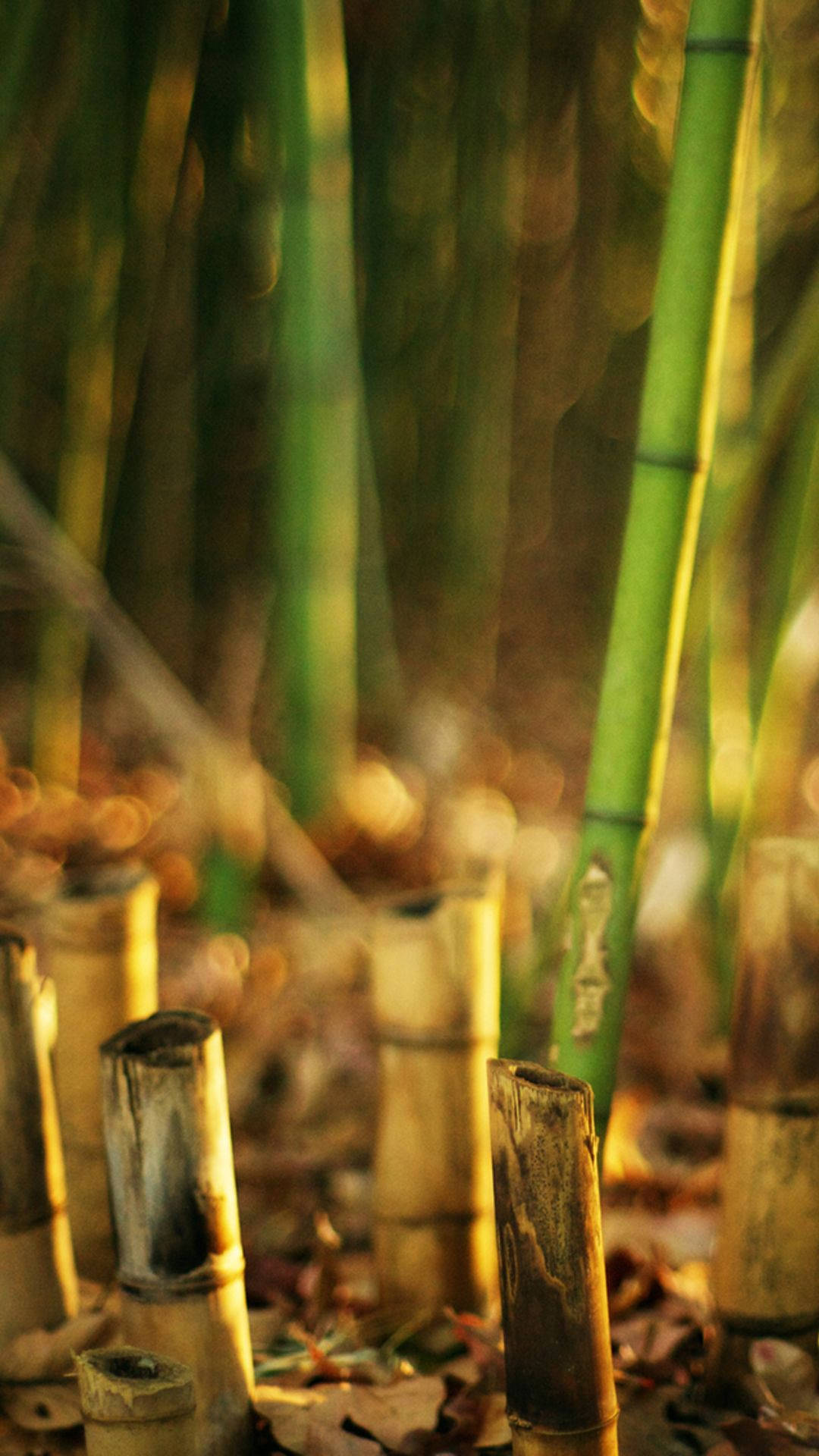 Bamboo iPhone Wallpaper