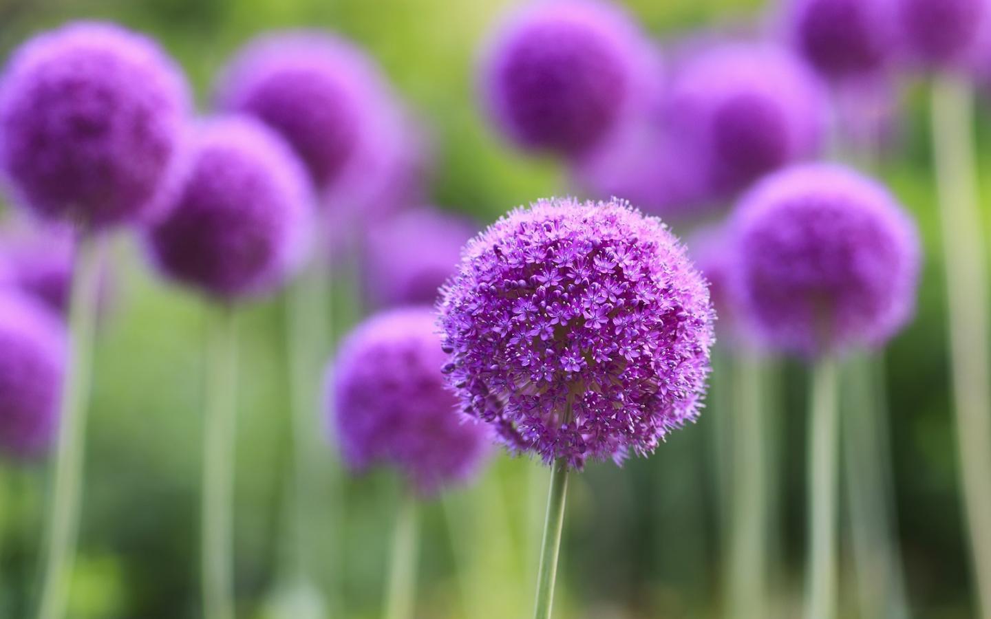 🔥 [40+] Michael Parkes Wallpapers HD | WallpaperSafari