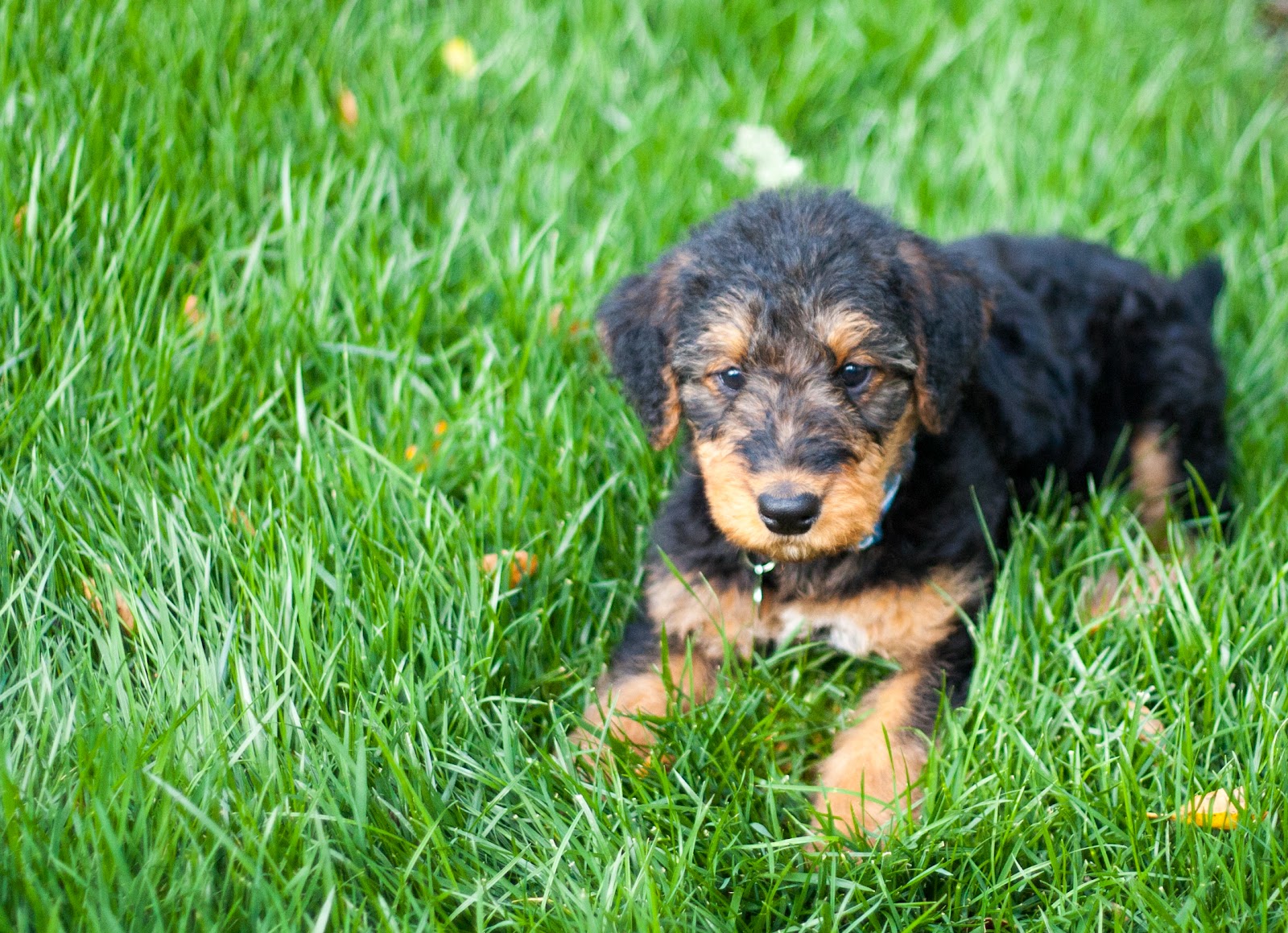Airedale Terriers Puppy On The Grass Photo And Wallpaper