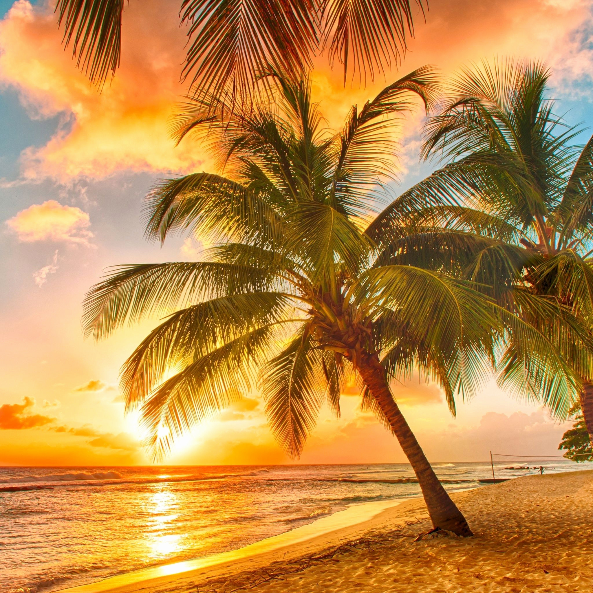 Palm Tree Wallpaper Awesome Trees Beach