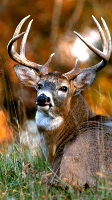Whitetail Deer Wallpaper For iPhone