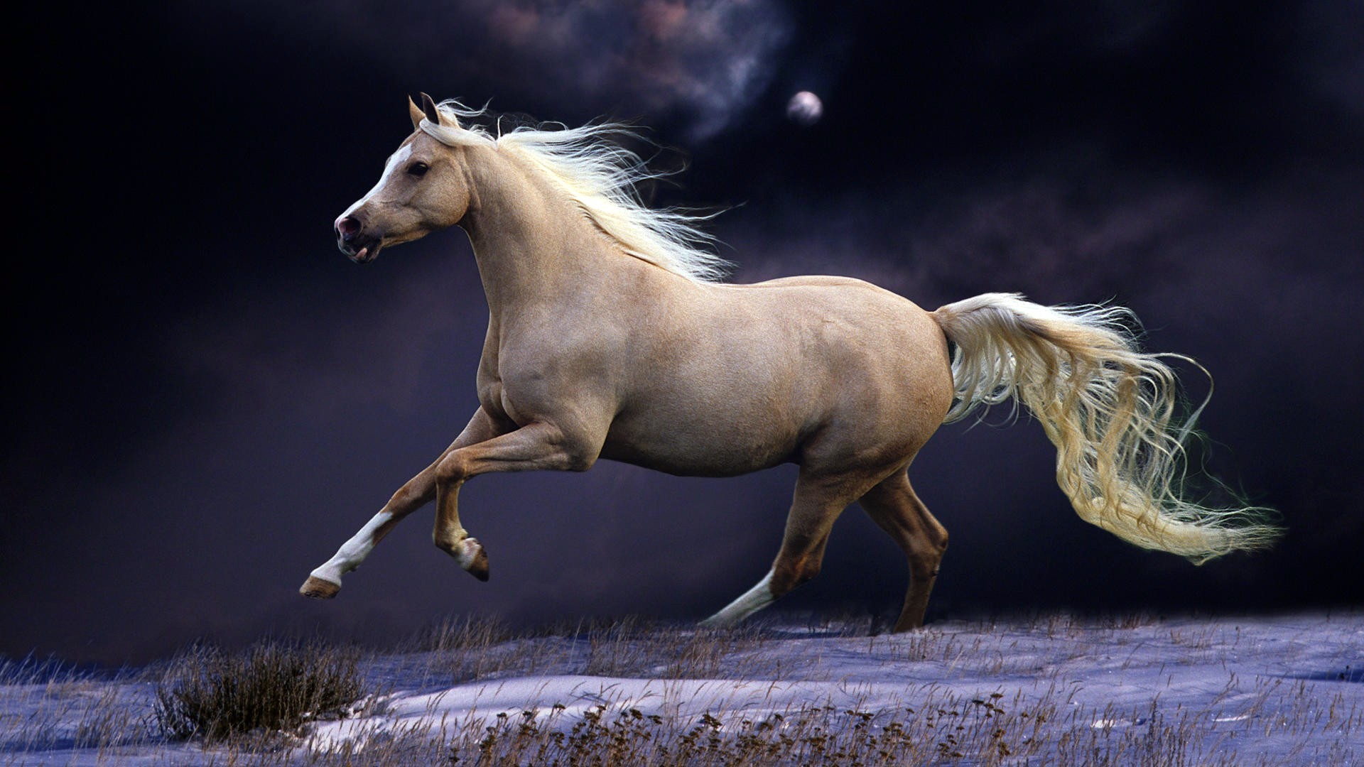Beautiful Horse Wallpaper