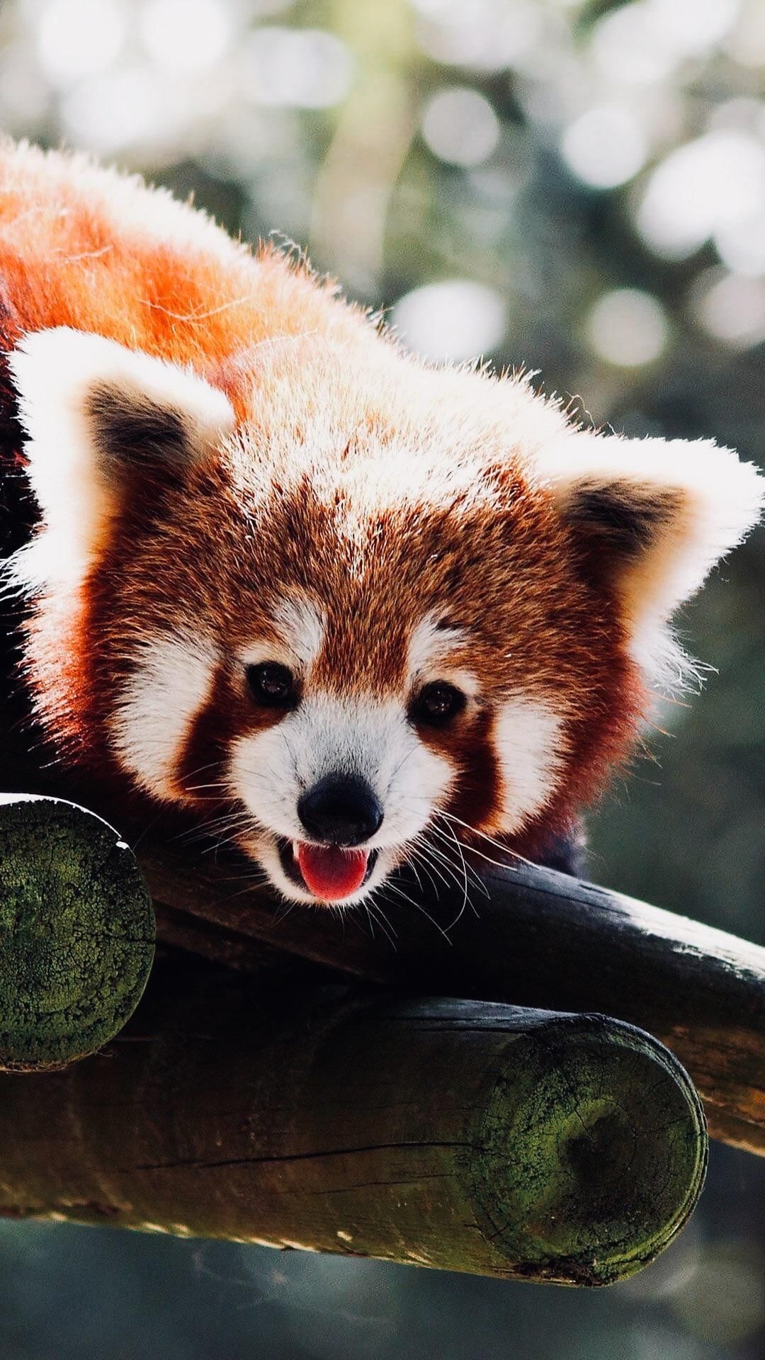 Cute Animal Wallpaper iPhone