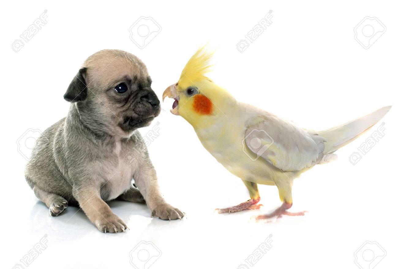 Young Puppy Chihuahua And Cockatiel In Front Of White Background