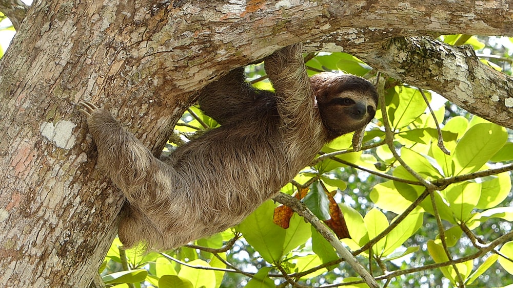 Three Toed Sloth Pictures Image