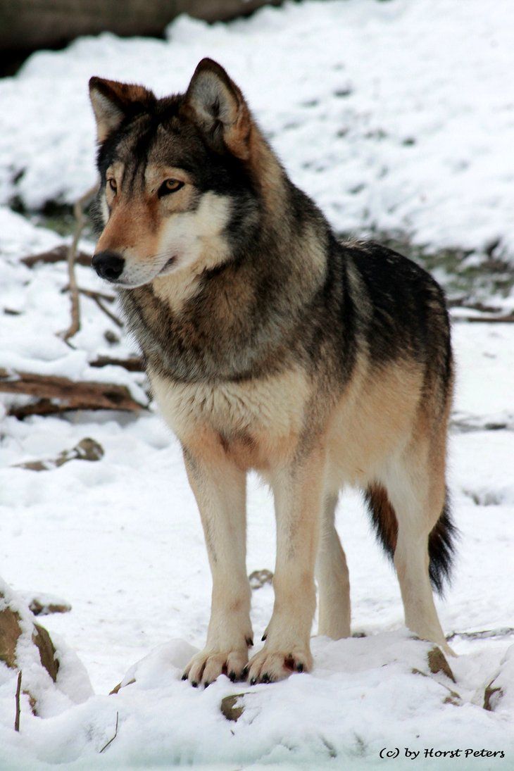 Timber Wolf Timberwolf By Bluesgrass