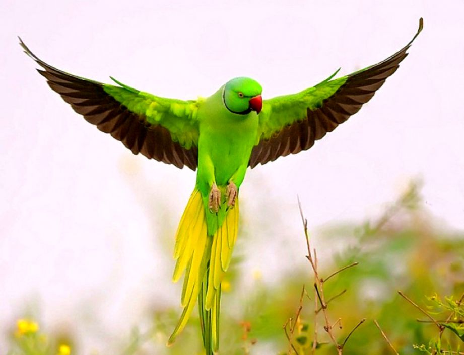 Indian Parrot Wallpaper Quality