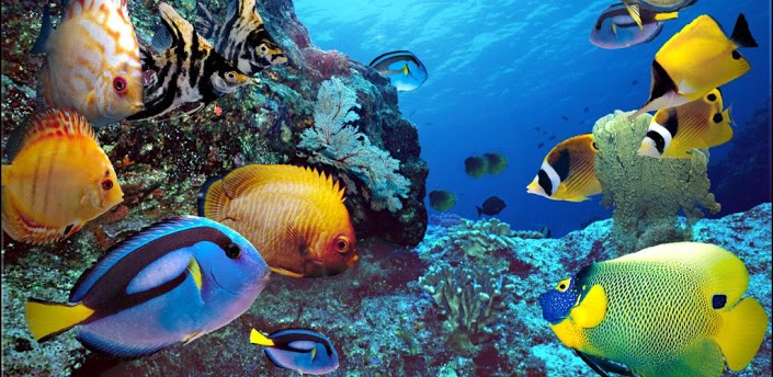 Real Aquarium Live Wallpaper