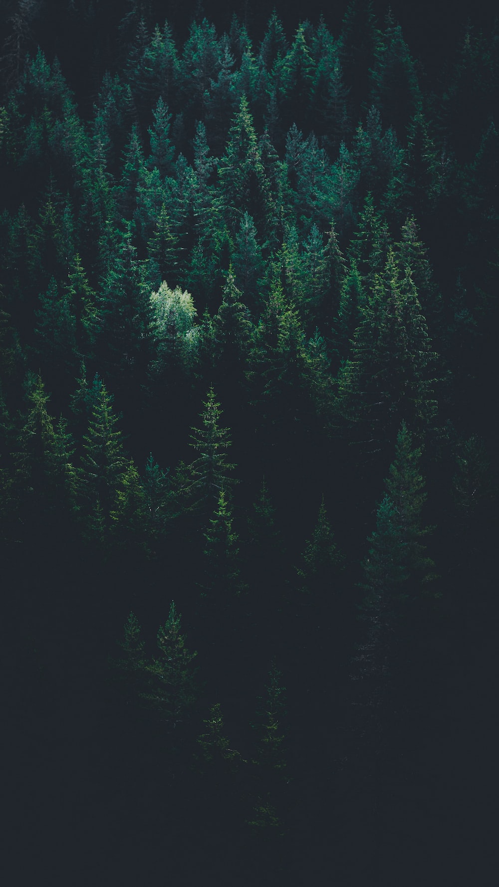 Dark Green Forest Pictures Image