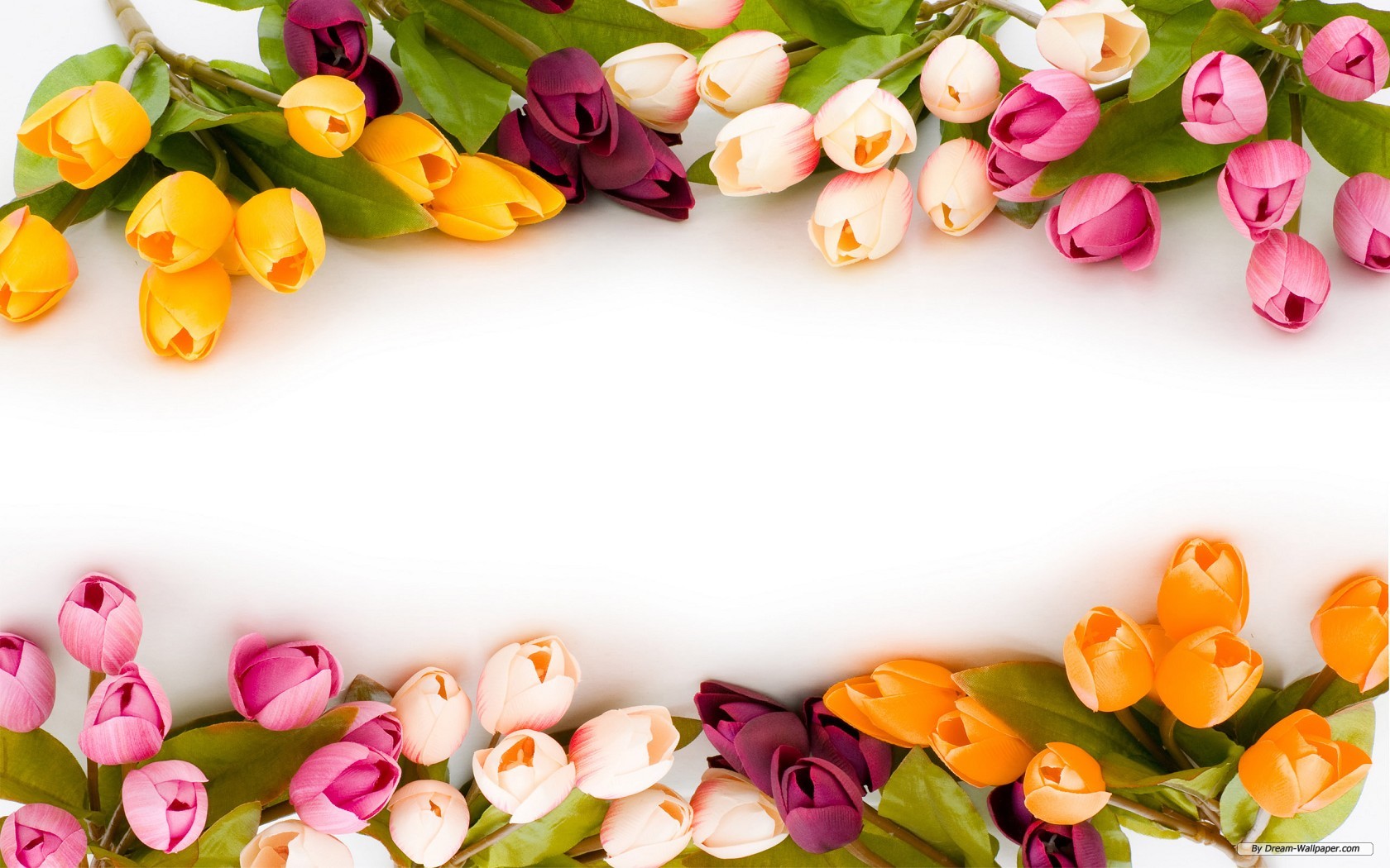 Pink Tulip Flowers Mendapatkan Rangking Pencarian Nomor Melalui Bing