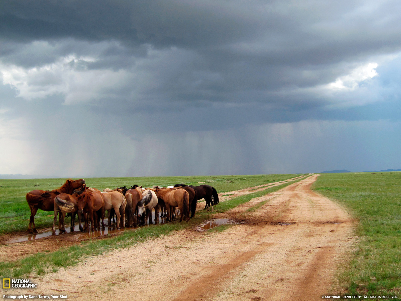 Ponies Mongolia National Geographic Daily Photo