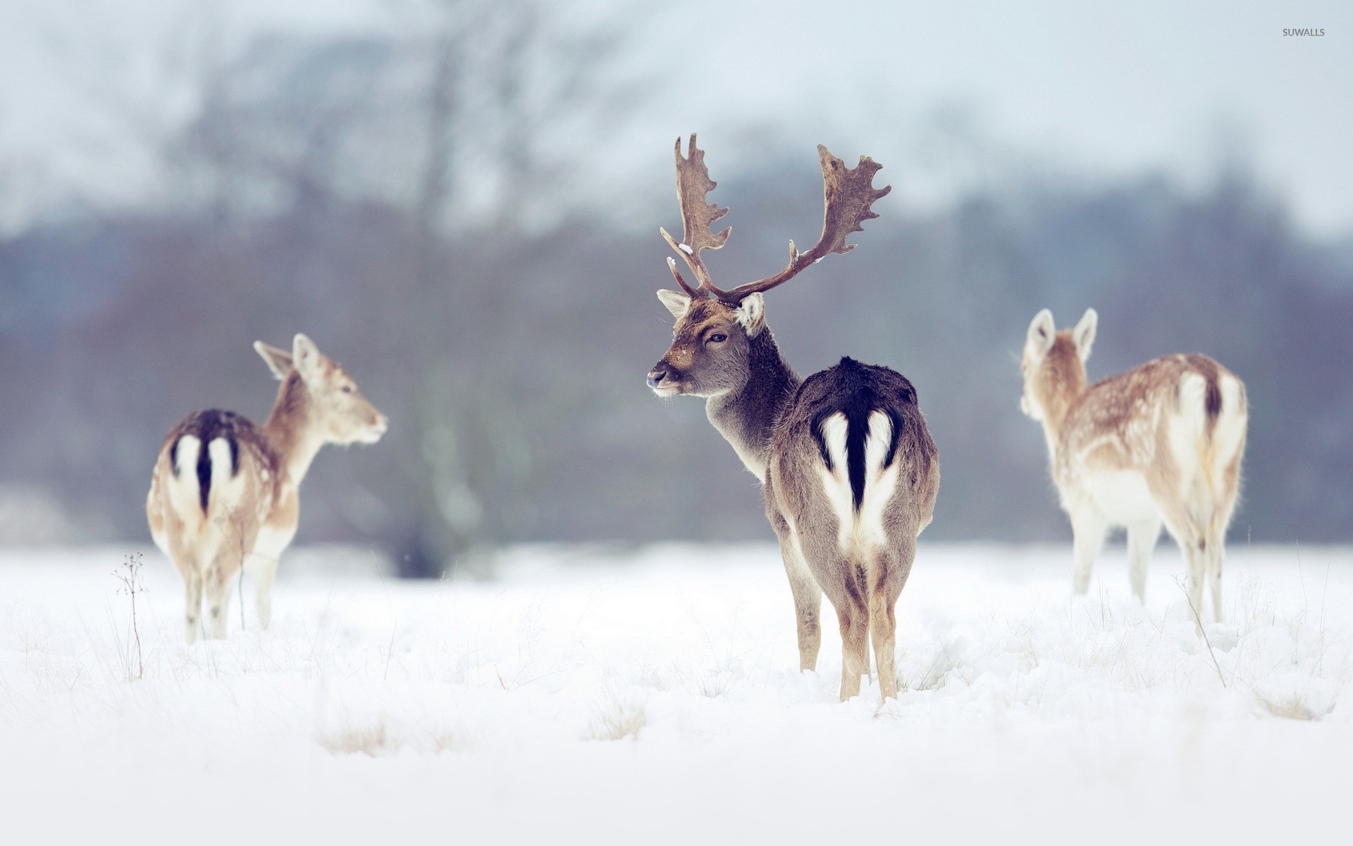 Deers in the snow wallpaper   Animal wallpapers   24932 1366x768