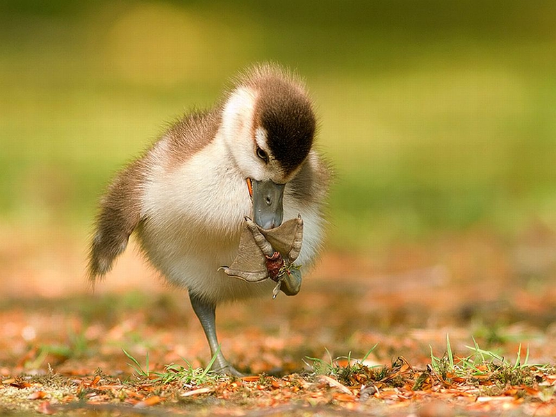 Duck Duckling How Cute Is That