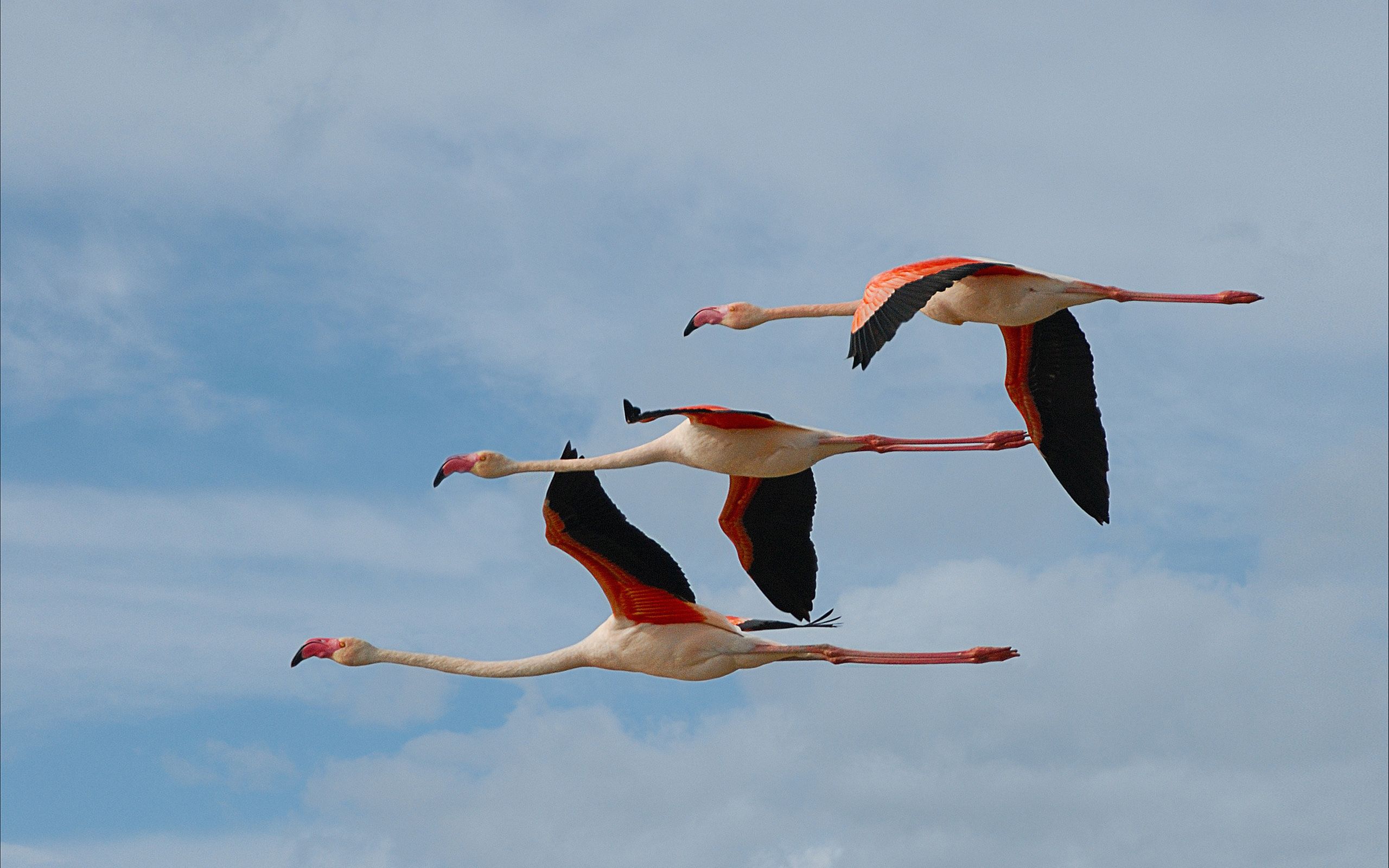 Flying Bird Wallpaper