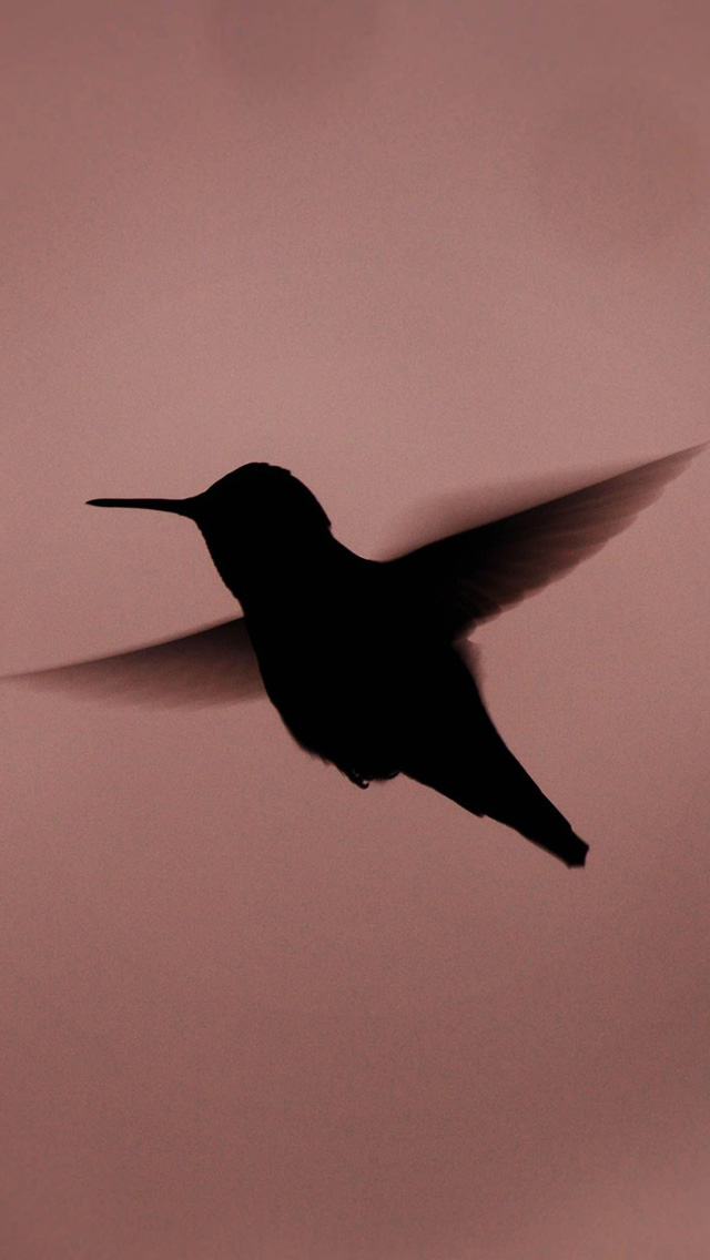 Bird Silhouette iPhone 5 wallpapers Background and Wallpapers