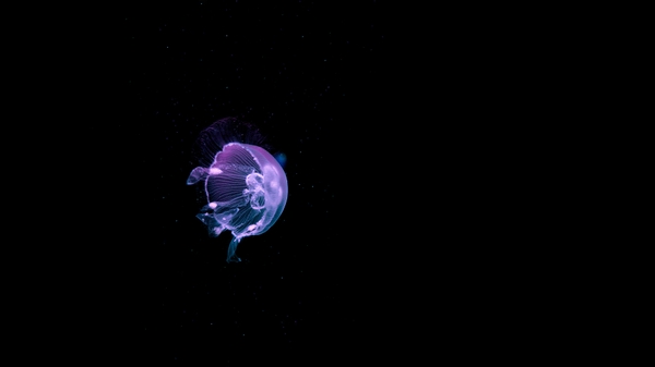 Jellyfish Fish Wallpaper Desktop