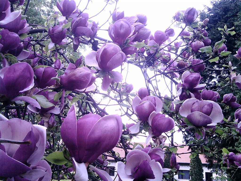 Lilac Magnolia art photo beautiful flowers lilac magnolia tree 1024x768
