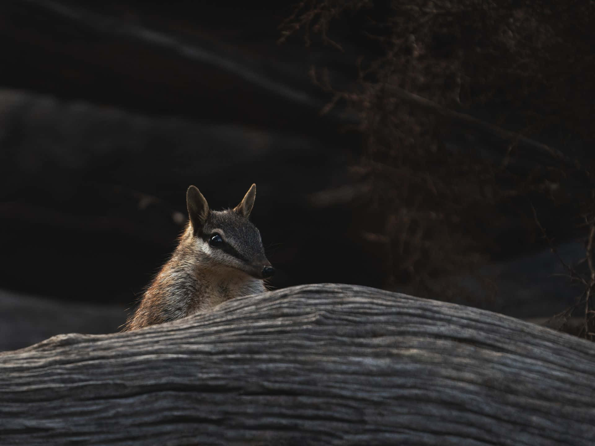 A numbat partially hidden behind a log, peering curiously at the viewer
