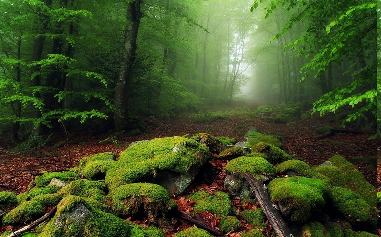 Nature Landscape Mist Forest Moss Leaves Morning Trees