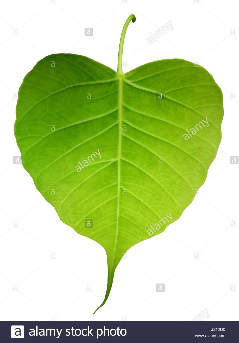 Green Bothi Leaf Pho Bo Isolated On White Background
