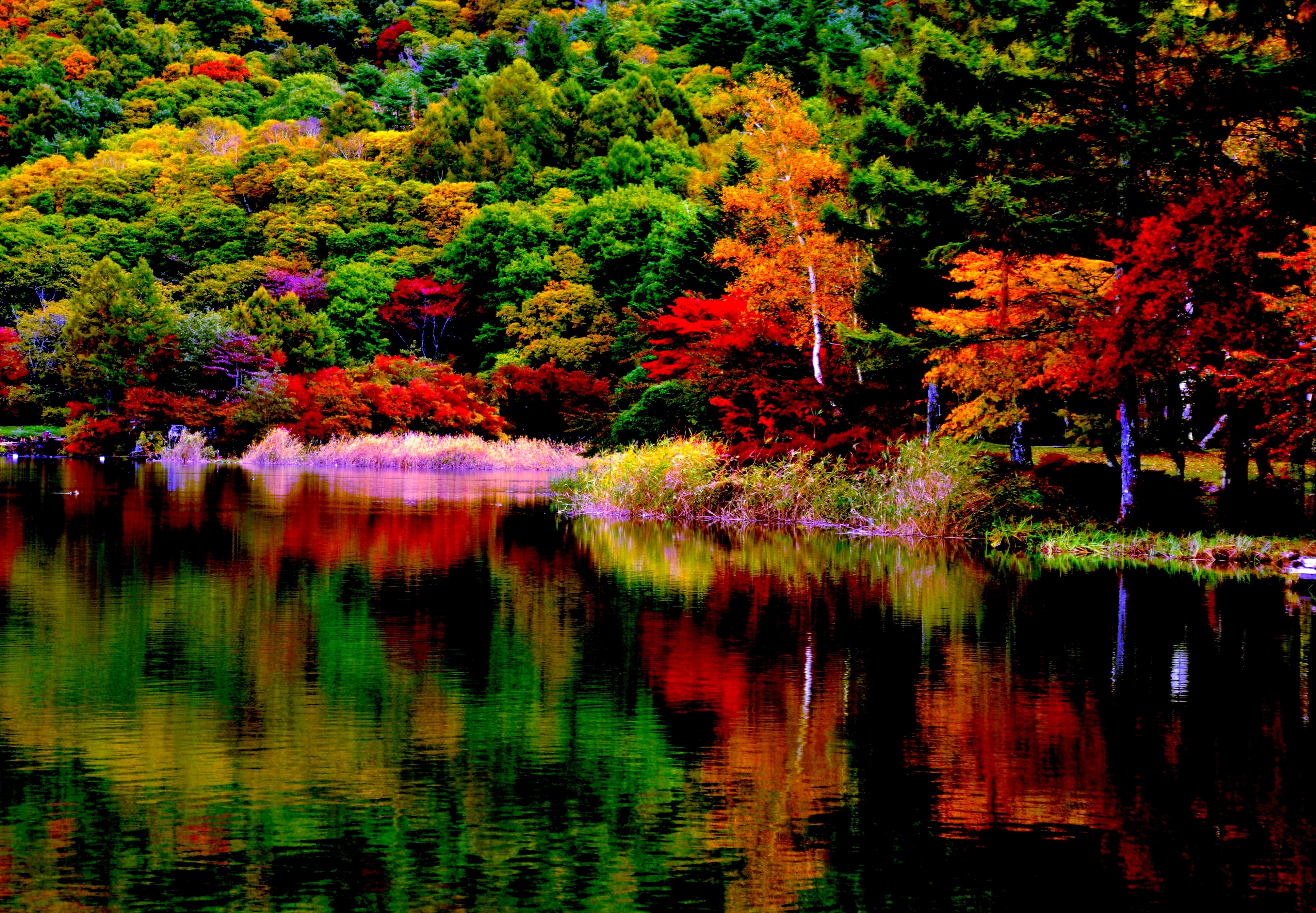 Autumn Forest Reflection Puter Wallpaper Desktop